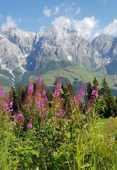 Panoramablick