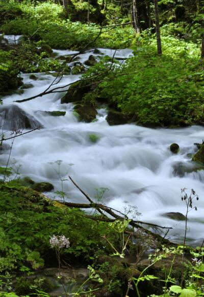 Salzkammerweg