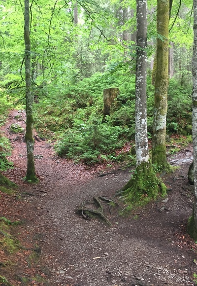 Wanderweg im Schwarzwassertal