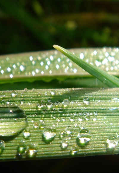 Wassertropfen
