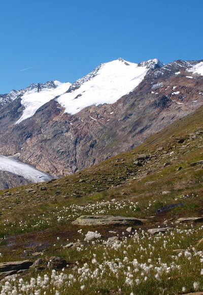 Wollgras bei 2545 m