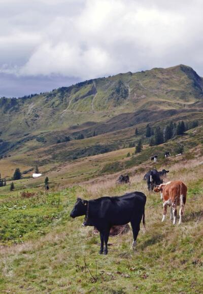 Bei der Inneren Stierhofalpe