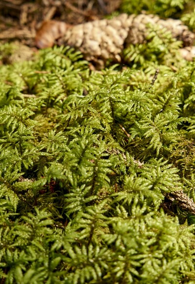 Unterwegs im Wald
