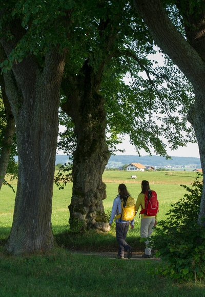 Lindenalle vor Marktoberdorf