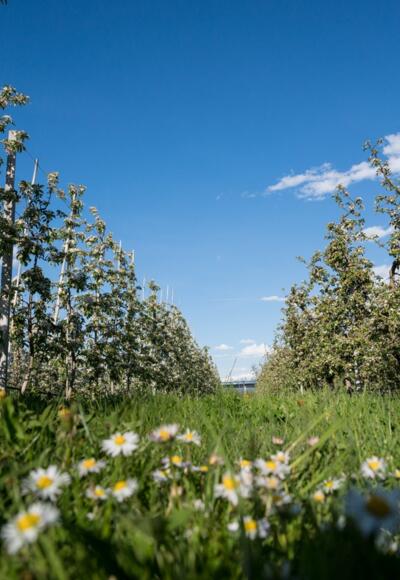 Apfelblüte in Haiming