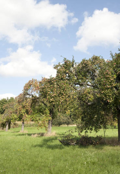 Streuobstwiesen
