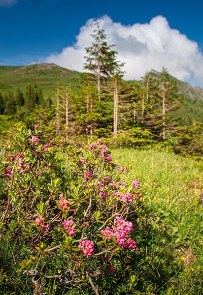 Alpenrosen im Wandergebiet