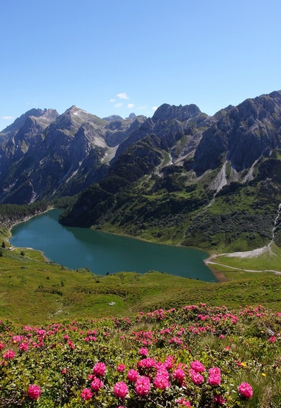 Almrosenblüte beim Tappenkarsee