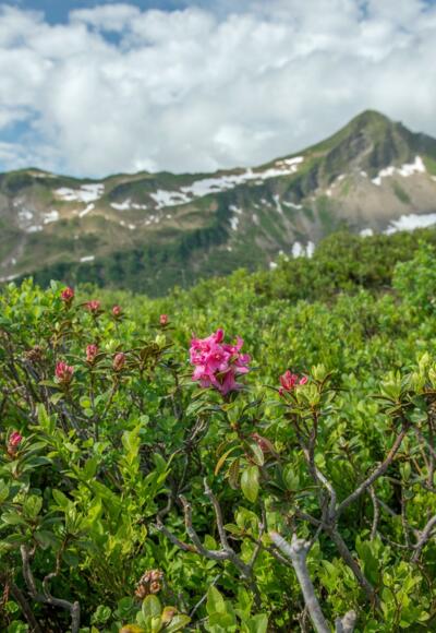 Blumen-Wander-Lehrpfad