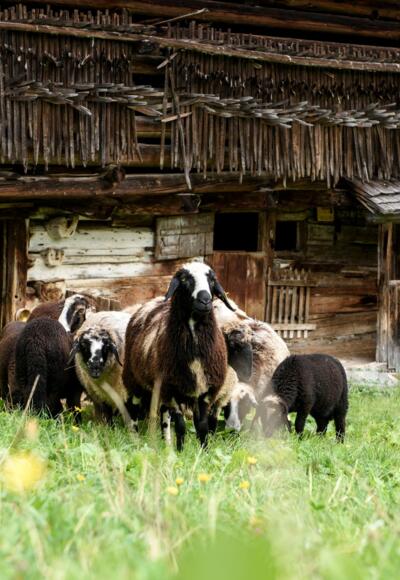 Montafoner Steinschafe