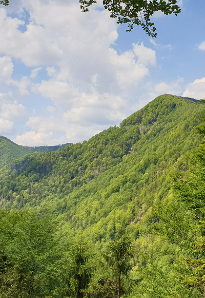 Im Tal des Holzes, Ausblick von Aussichtsplattform über´s Waldmeer © MiE