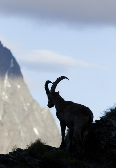 Steinbock