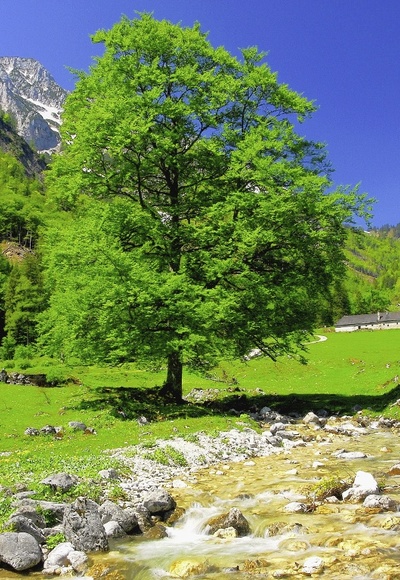 Blumeralm © Punz