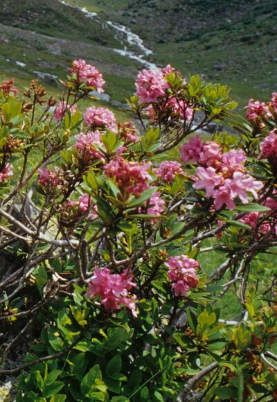 Im Juni und Juli blühen die Almrosen. Die herbstliche Alpenflora hingegen zeigt sich von einer ganz anderen Seite.