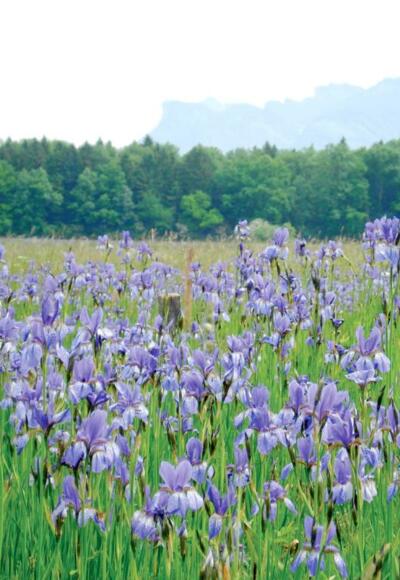 Sibirische Schwertlilien im Unterried