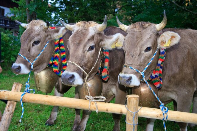 Kühe zum Viehscheid