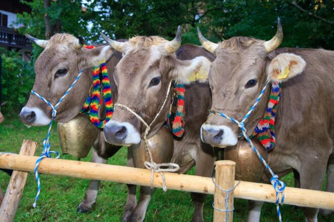 Kühe zum Viehscheid