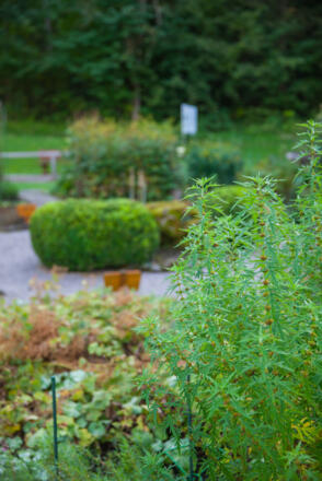 Kräutergarten Wagrain