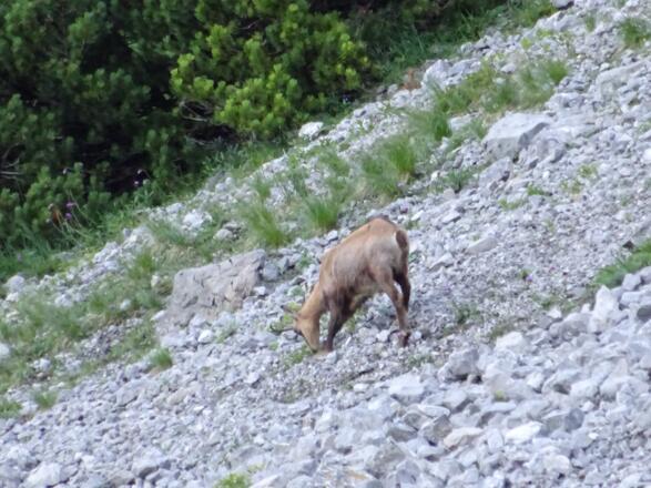 Gämsen unterhalb Ellmauer Tor