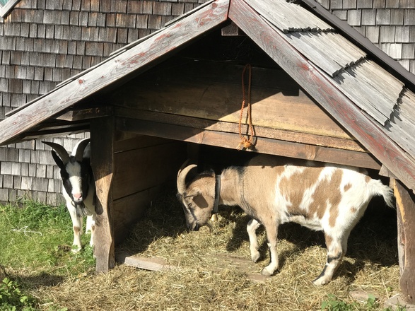 Ziegen & Schweine auf der Gundhütte