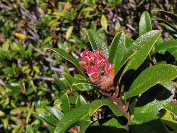 Almrose kurz vor der Blüte