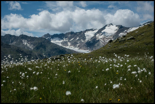 Wollgras mit Gletschern im Hintergrund (Schalfkogel und Gurgler Ferner)