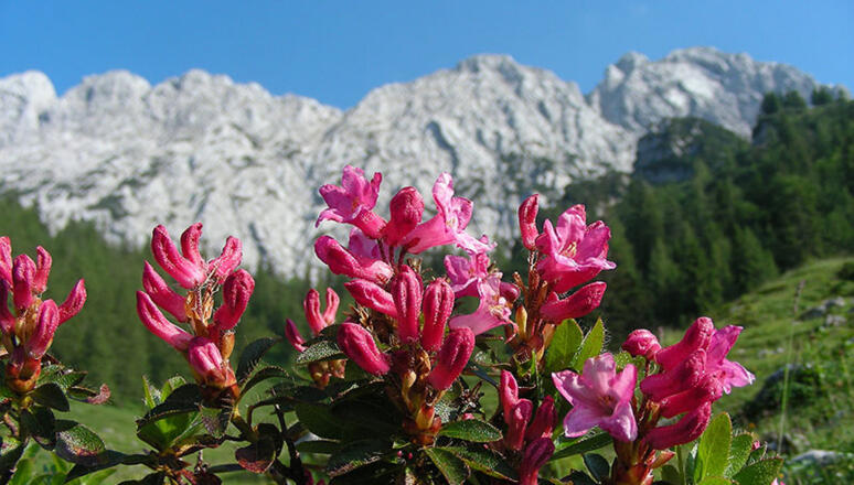 Wilder Kaiser_Brentenjoch