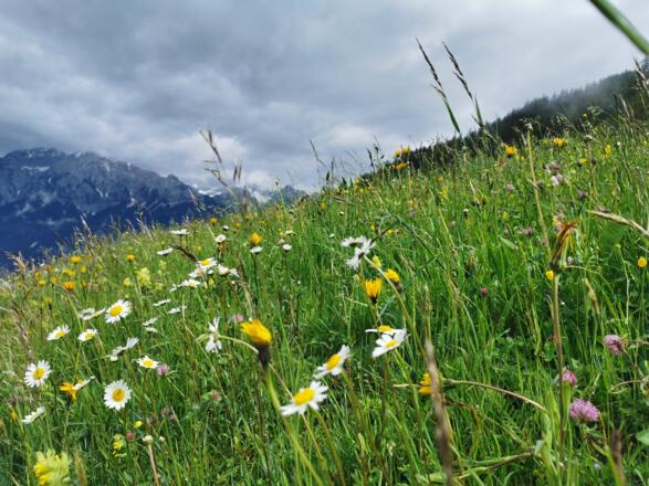 Blumenwiese kurz nach dem Start