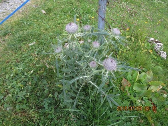 Eine Wollkopf-Kratzdistel, deren Blüte noch nicht aufgesprungen ist