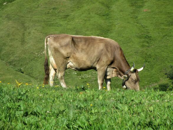 Schaut mal was ich für schöne Hörner habe