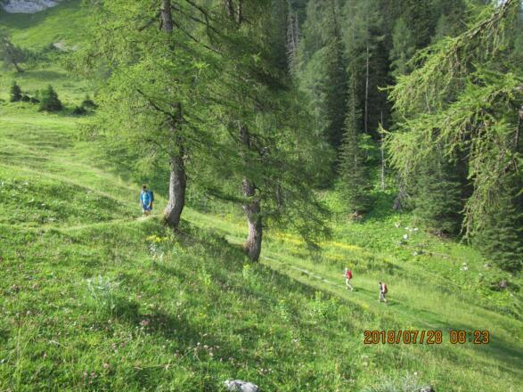 Kurz vor der Setschalpe verlassen wir den Wald ...