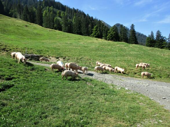 Seht nur wie wohl sich die Alpschweine fühlen, wenn sie freien Auslauf haben