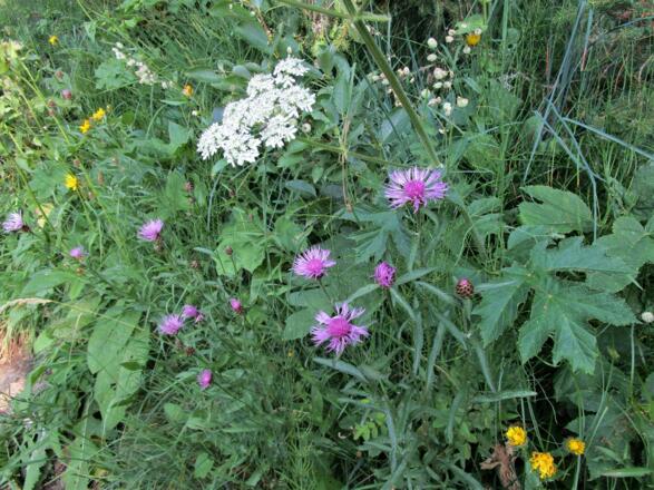 Die tiefgründigen Almböden sind sehr blumenreich