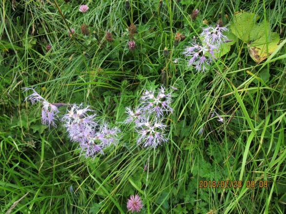 Genießen sie die wunderschönen Prachtnelken in den reichen Blumenwiesen