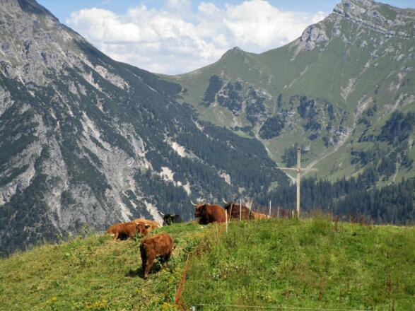 Ob auch die Hochlandrinder den Blick zum Amatschonjoch genießen?