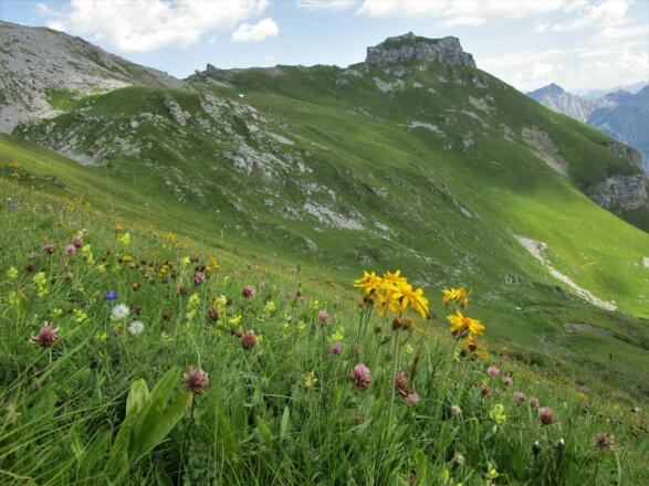 Eine wunderschöne Arnikawiese. Im Hintergrund der Gorfion