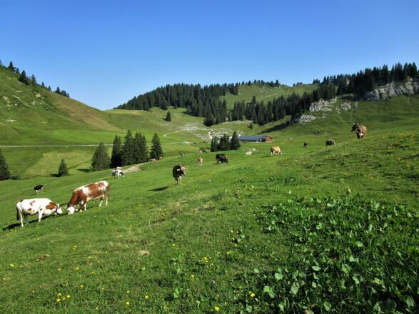 Die Untere Saluveralpe liegt wunderschön in einem grünen Talkessel