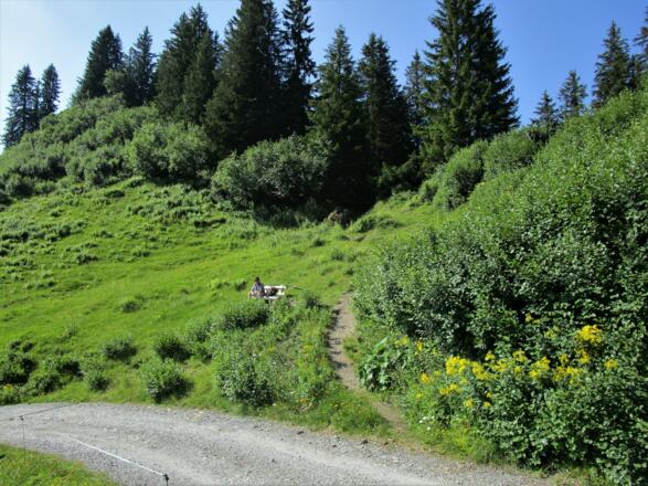Kurz vor dem Durchstich zur Gapholalpe der Abstecher auf den Falben