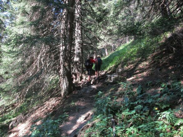 Ein schattenspendender Wald erleichtert uns an heißen Tagen den Aufstieg