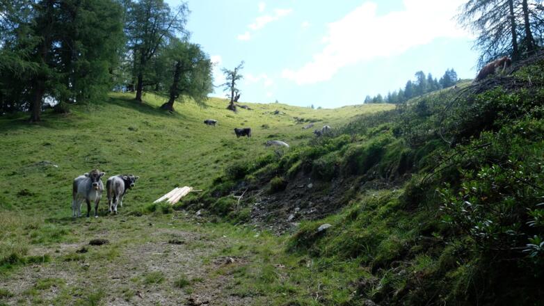 aufwärts, über Lärchenwälder und Almflächen vorbei an Grauvieh