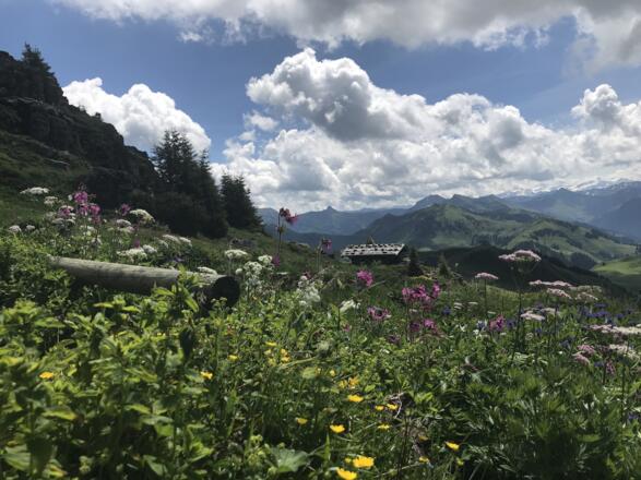 Der Alpenblumengarten unterhalb des Kitzbüeheler Horns