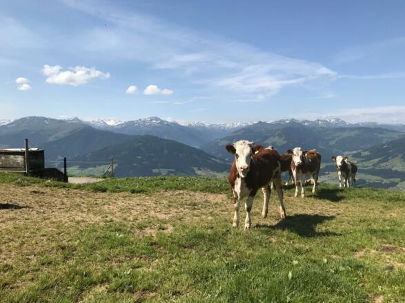 Curious Alpine Cows