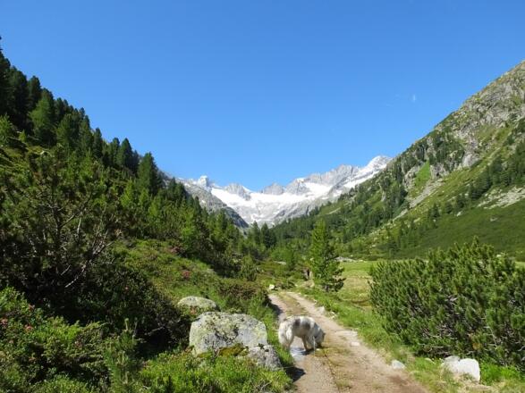 Weg Richtung Rainbachscharte