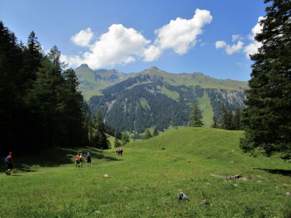 Gemütlicher Abstieg durch Wiesen. Im Hintergrund die Liechtensteiner Berge Gorfion, Augstenberg und Spitz.