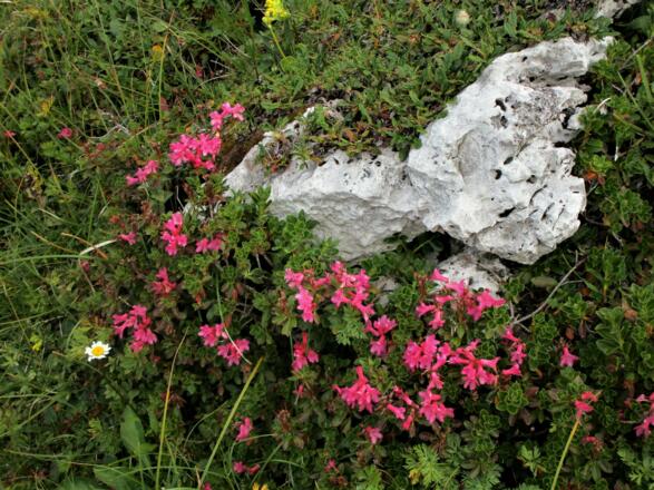 An schattigen Plätzen blüht in dieser Höhe Ende August noch die Alpenrose