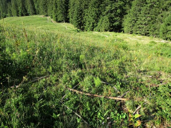Am Rande des Schluchtwaldes schlängelt sich der Weg langsam in die Höhe