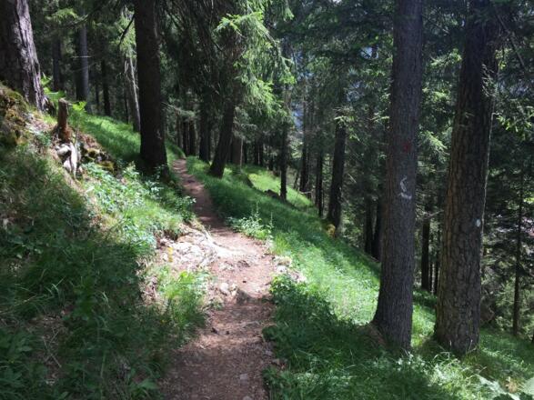 The forest on the walk to Elbigenalp