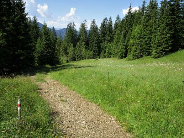 Immer wieder begleiten sie Feuchtwiesen mit Wollgras und anderen schönen Blumen