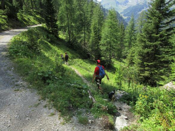 Hier verlassen wir den Fahrweg und kürzen auf dem Wanderweg die Serpentinen ein wenig ab.