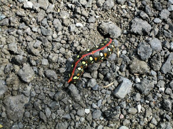 Was für ein Schmetterling wohl diese wunderschöne Raupe mal wird?